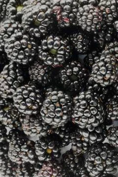 The blackberries Stock Photos