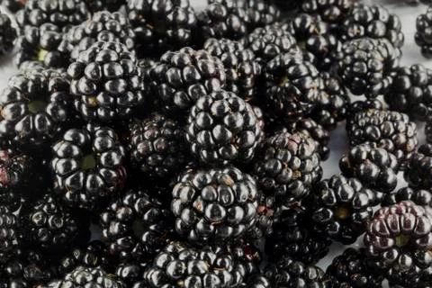 The blackberries Stock Photos