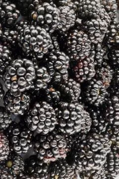 The blackberries Stock Photos