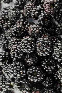 The blackberries Stock Photos