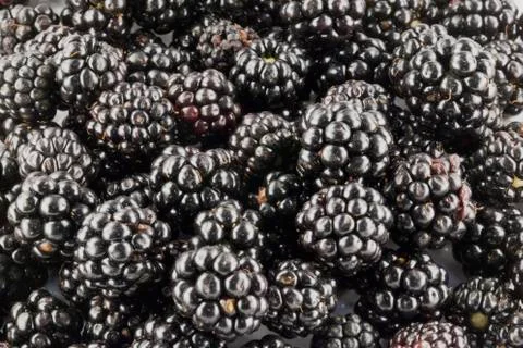 The blackberries Stock Photos
