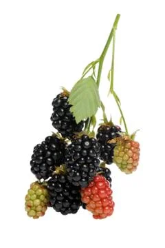 Blackberries Stock Photos