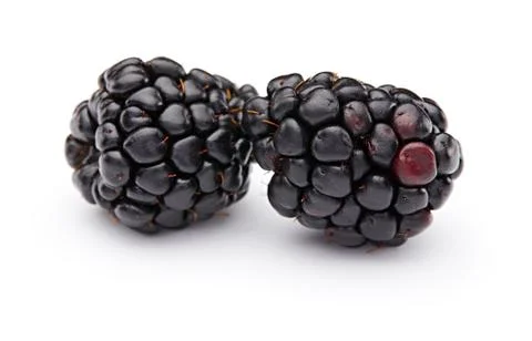 Blackberries Stock Photos