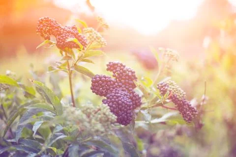 Blackberries Stock Photos
