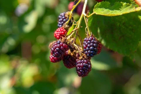Blackberries Stock Photos