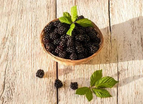 Blackberries Stock Photos