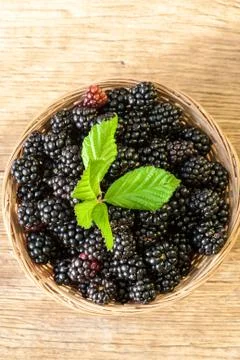 Blackberries 스톡 사진