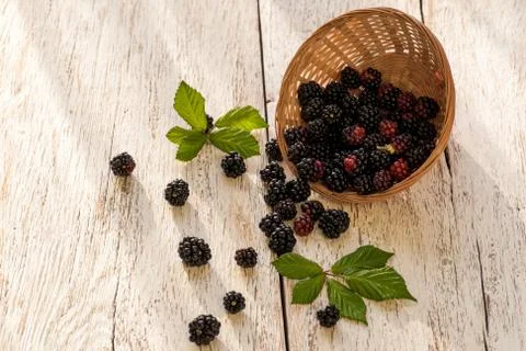 Blackberries 스톡 사진