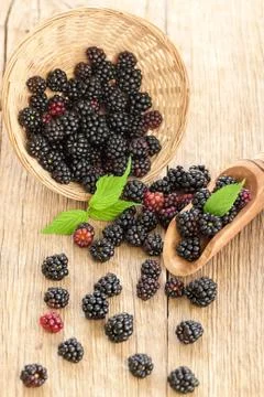 Blackberries Stock-Fotos
