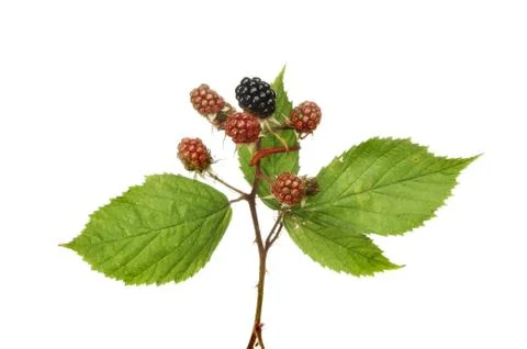 Blackberries Stock Photos