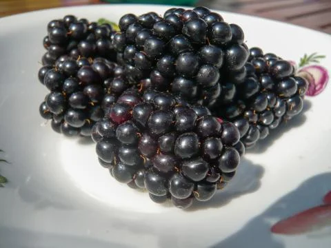 Blackberries Stock-Fotos