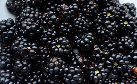 Blackberries Stockfoto's