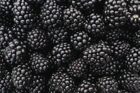 Blackberries Stock Photos