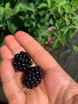 Blackberries Stock Photos