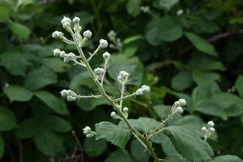 Blackberries Foto stock