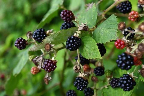 Blackberries Foto stock