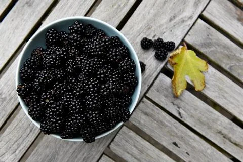 Blackberries Stock Photos