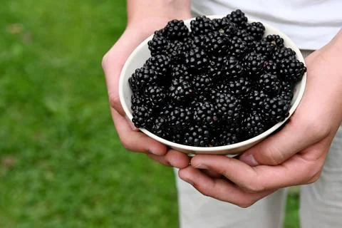 Blackberries Foto stock