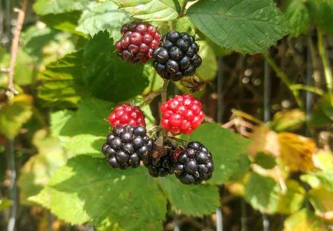 Blackberries in the process of ripening during the summer Foto stock