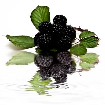 Blackberries reflected. Foto stock
