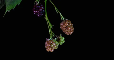 Blackberries ripen on black background, time lapse Stock Footage 139384178