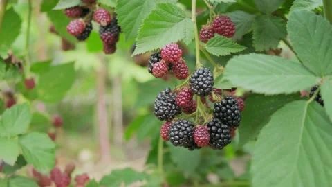 Blackberries ripening on a branch Stock Footage 138014780