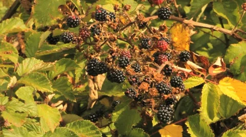 Blackberries / roncier avec mures Stock Footage 8688068
