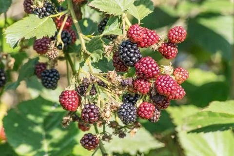 Blackberries on a shrub Stock Photos