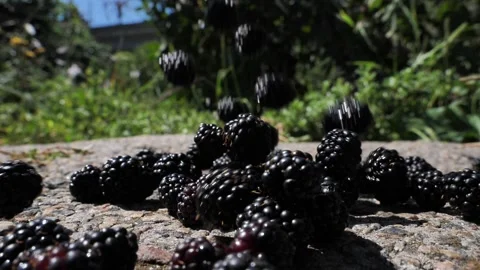 Blackberries spilling out onto concrete. slow motion Stock Footage 314339522