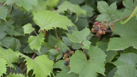 Blackberries on their bush Video stock 78519497