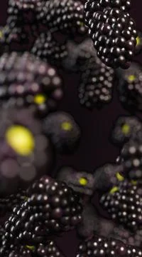 Blackberries Vertical Background Backdrop Image Stock Photos