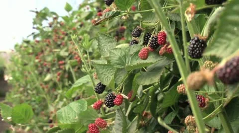 Blackberries on the vine 스톡 동영상 12228308