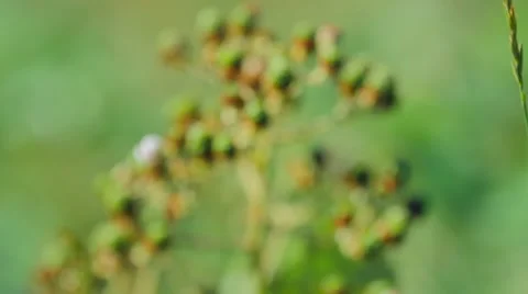 Blackberries on The Vine (Ripe Fruit) Stock Footage 52362012