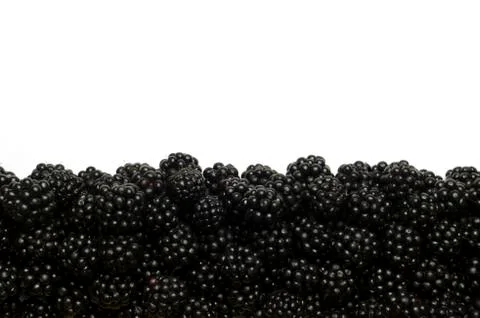Blackberries on a white background Stock Photos