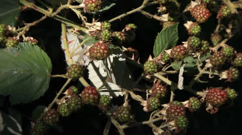 Blackberry 1 Stock Footage 26305715