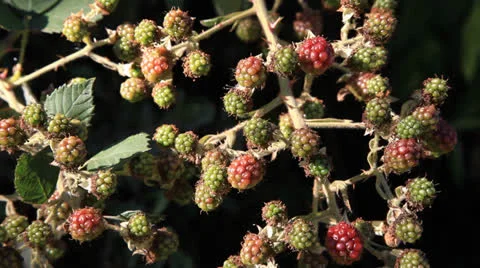 Blackberry 3 動画素材 26306779