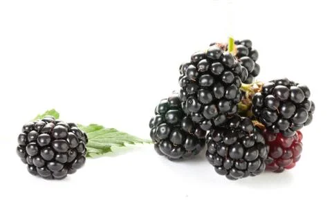 Blackberry and leaf Stock Photos
