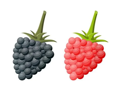 Blackberry and raspberry isolated white. イラスト素材
