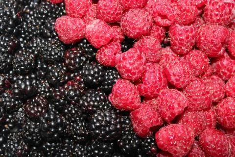 Blackberry and raspberry Stock Photos