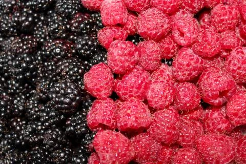 Blackberry and raspberry Stock Photos