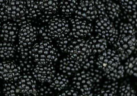 Blackberry background - Macro square Foto stock