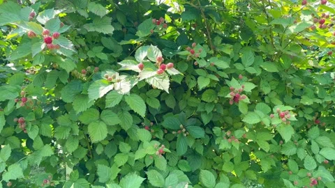 Blackberry berries on a branch Stock Footage 247472604