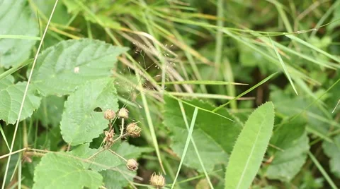 Blackberry Berries in Forest Stock Footage 46111301
