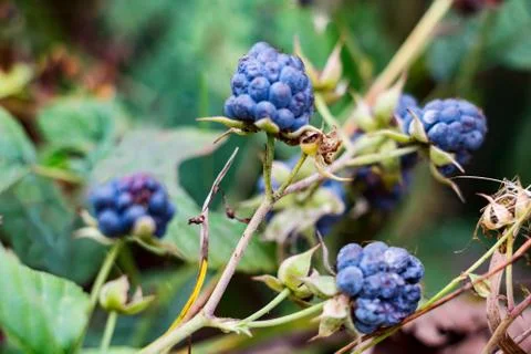 Blackberry berries in the forest Stock Photos