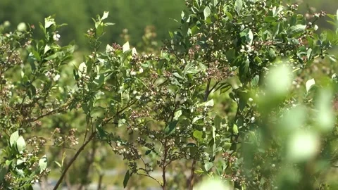Blackberry blossom on the field in the spring. Stock Footage 264425587