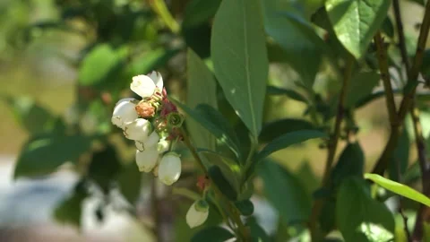 Blackberry blossom on the field in the spring. Stock Footage 264425614