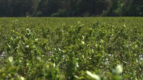 Blackberry blossom on the field in the spring. Stock Footage 264425643