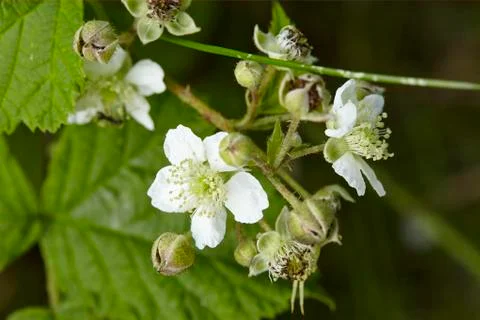 Blackberry - blossoms Stock Photos