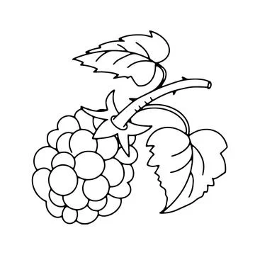Blackberry branch outline vector doodle sketch icon drawing. Minimalist modern Stock Illustration