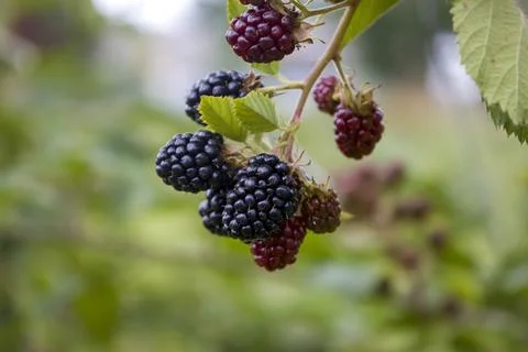 Blackberry on a branch. Selective focus. Stock Photos
